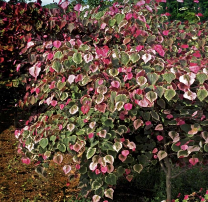 Carolina Sweetheart Redbud 7G