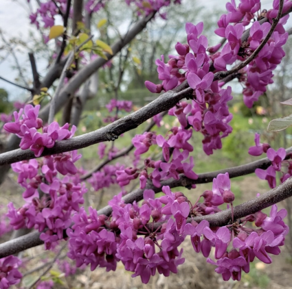 Luscious Lavender Redbud 1.5"
