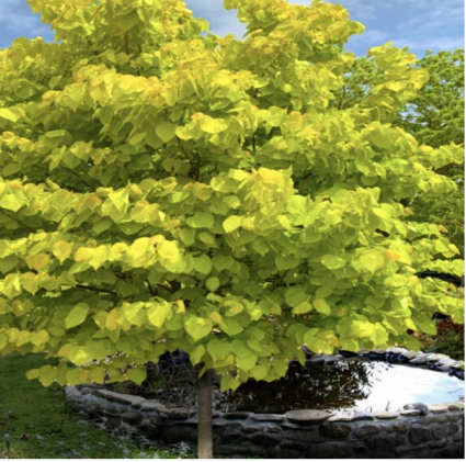 Rise N Shine Redbud 2"