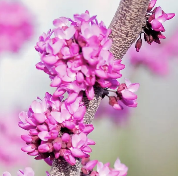 Oklahoma Sparkler Redbud 1.5"
