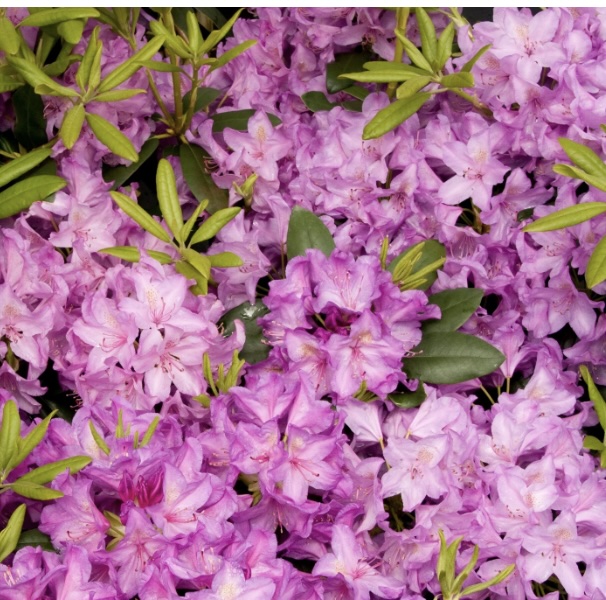 Catawbiense Boursault Rhododendron 15"