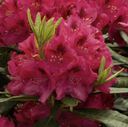 Nova Zembla Rhododendron 18"