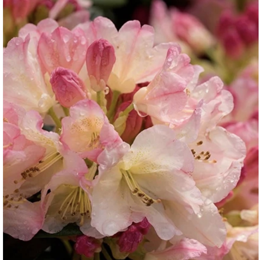 Percy Wiseman Rhododendron 3-5G