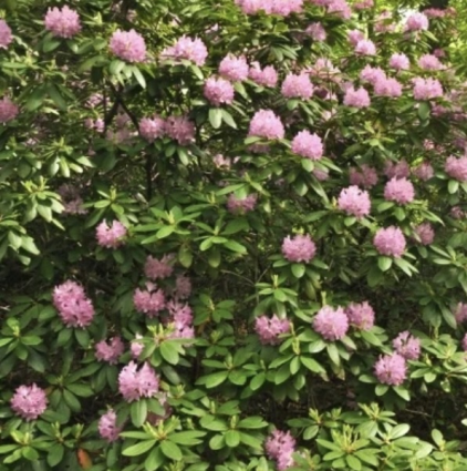 Roseum Pink Rhododendron 18"