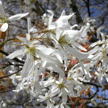 Spring Flurry Serviceberry 1.5"