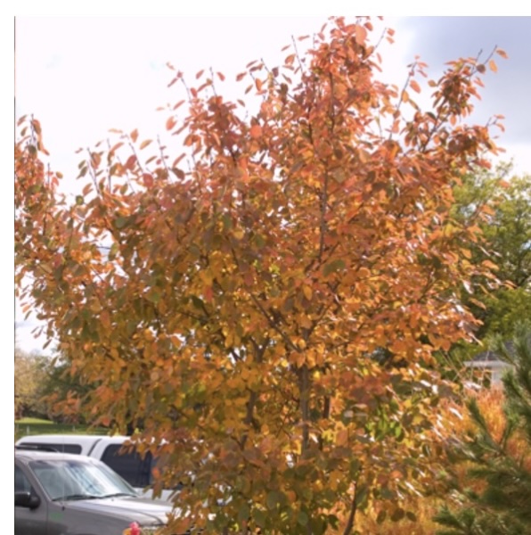 Autumn Brilliance Serviceberry 1.25"