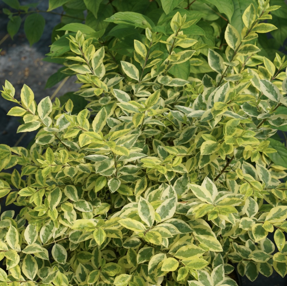 Good Vibrations Privet 2G