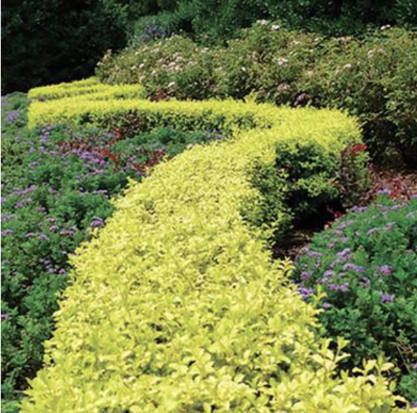 Ligustrum 'Sunshine' Privet 3-5G