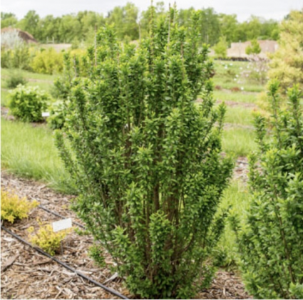 Straight Talk Privet 3-5G