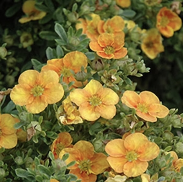 Mango Tango Potentilla 3-5G