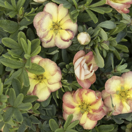 Gingersnap Potentilla 2G