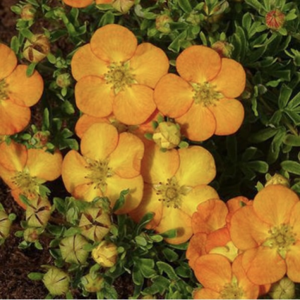 Bella Sol Potentilla 2G