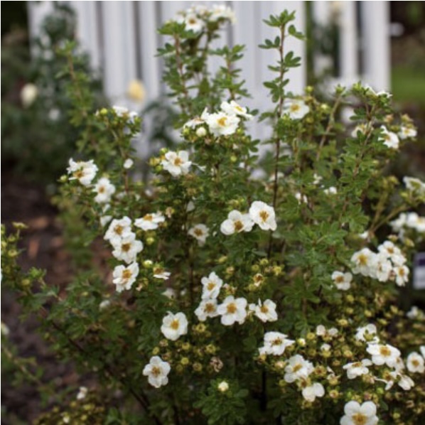 Creme Brulee Potentilla 2G