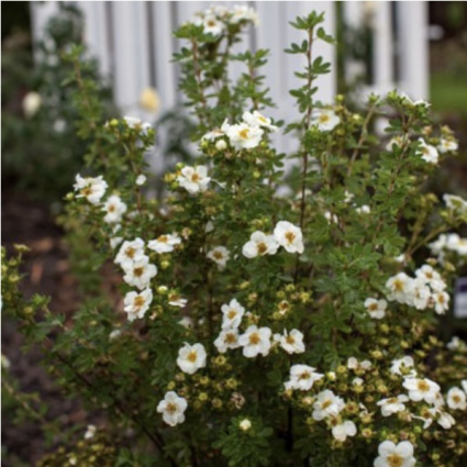 Creme Brulee Potentilla 2G