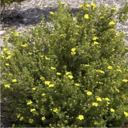 Gold Drop Potentilla 2G
