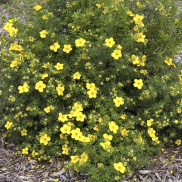 Goldfinger Potentilla 2G