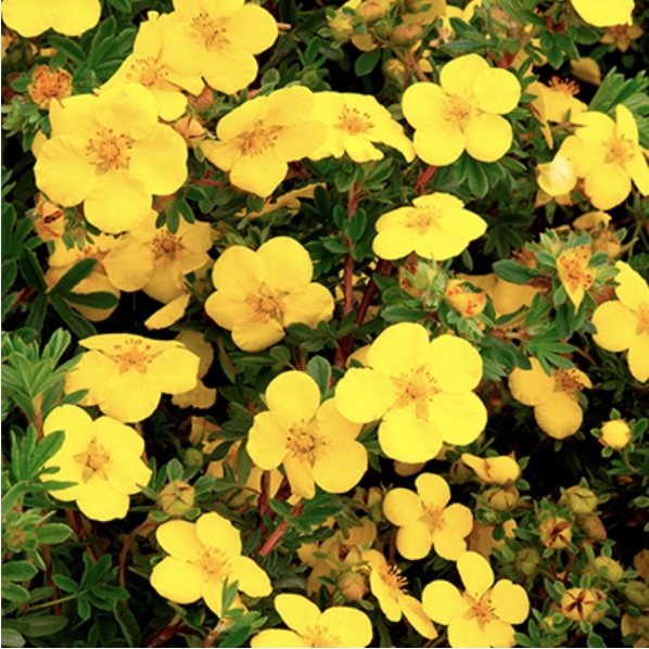 Gold Star Potentilla 2G