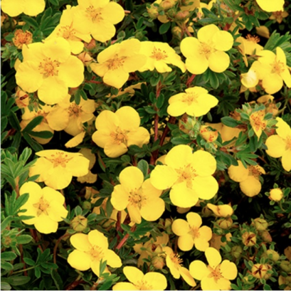 Gold Star Potentilla 2G