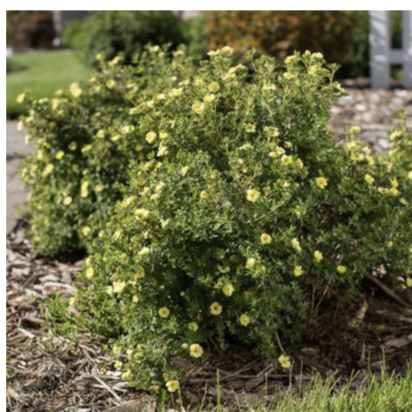 Lemon Meringue Potentilla 2G