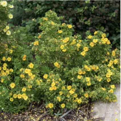 Marmalade Potentilla 2G