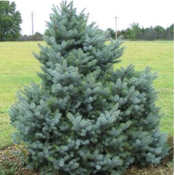 Bacheri Spruce 4.5'