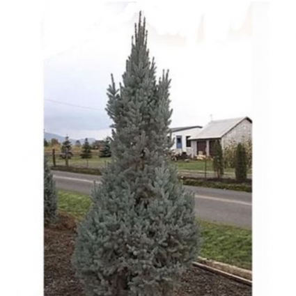 Blue Totem Columnar Spruce 11'