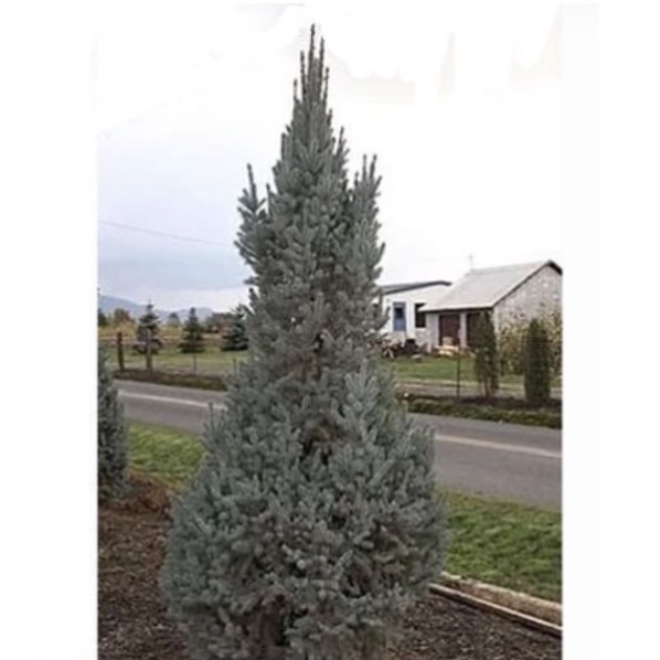 Blue Totem Columnar Spruce 4.5'