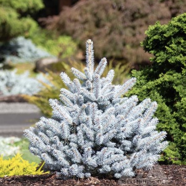 Monty Spruce 10G Premium