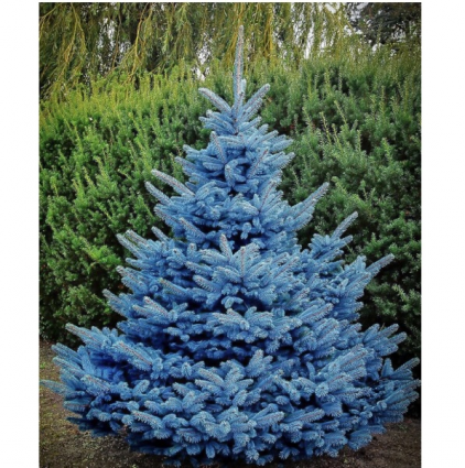 Blue Diamond Spruce 6-7G