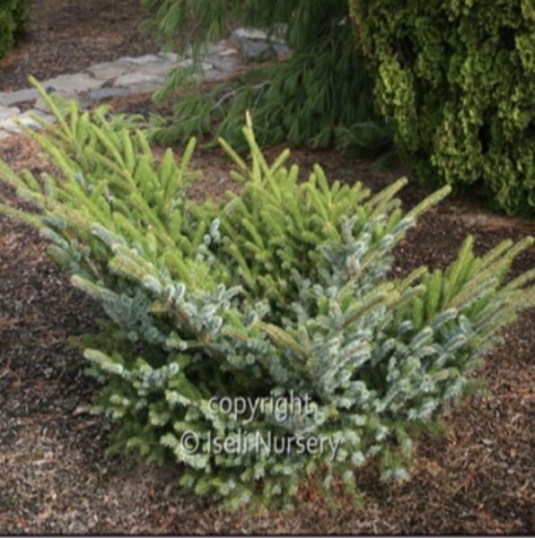 Howell's Dwarf Tiger Spruce 42"