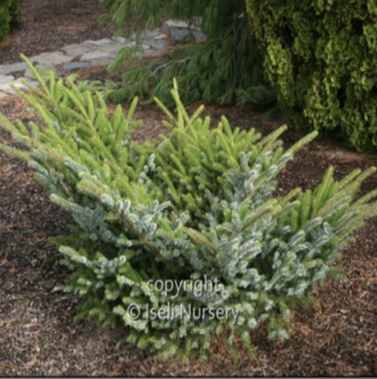 Howell's Dwarf Tiger Spruce 42"