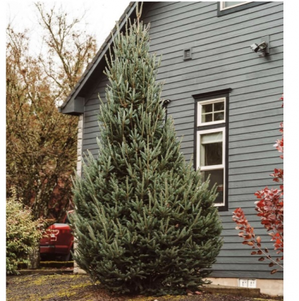 Montrose Spire Spruce 15G