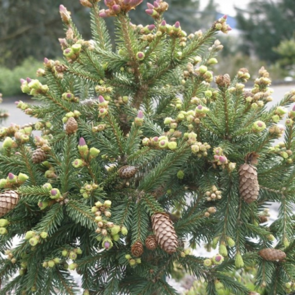Pusch Spruce on Standard 3-5G