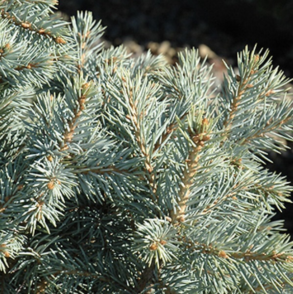 Sester Dwarf Spruce 10G