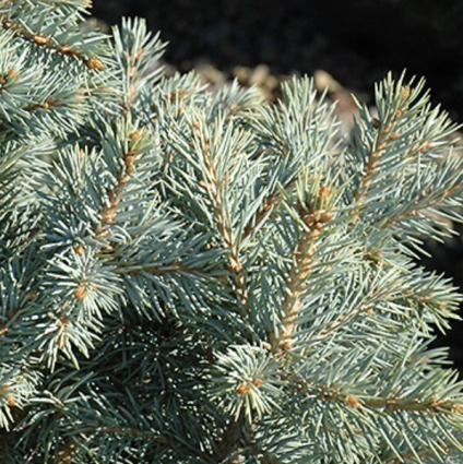 Sester Dwarf Spruce 10G
