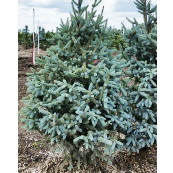 Whiskey Blue Hills Spruce 7G