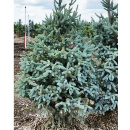 Whiskey Blue Hills Spruce 7G