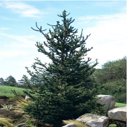 Hillside Upright Spruce 4'