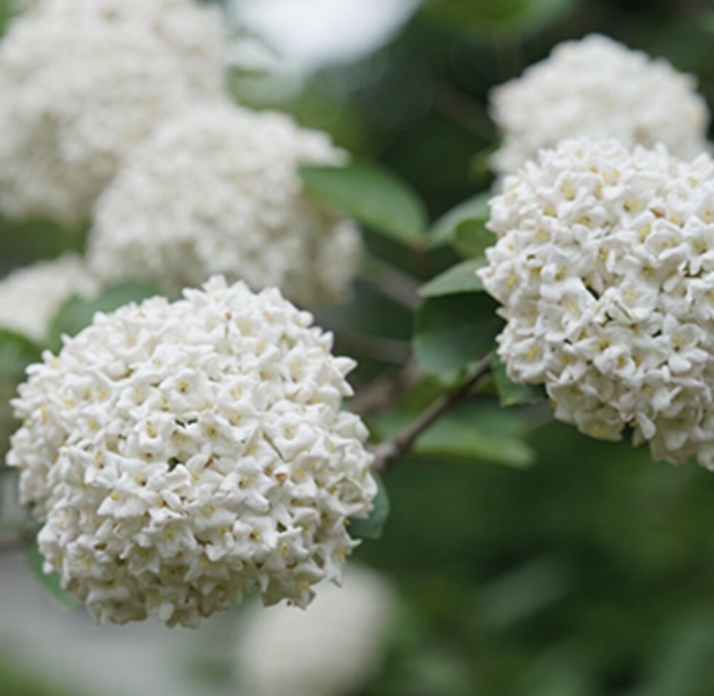 Spice Cowboy Viburnum 2G