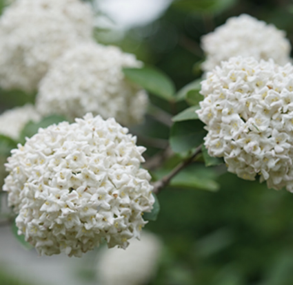 Spice Cowboy Viburnum 2G