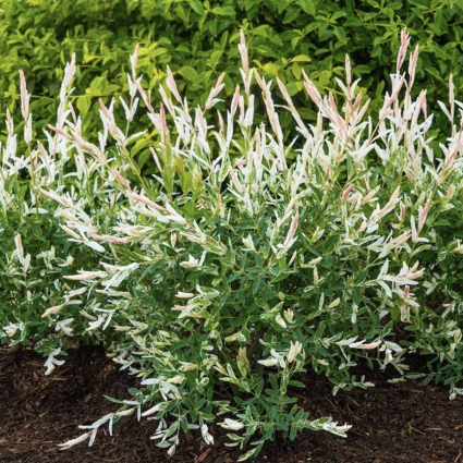 Hakuro Nishiki Dappled Willow on Standard 5G