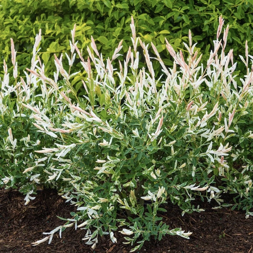 Hakuro Nishiki Dappled Willow 3-5G