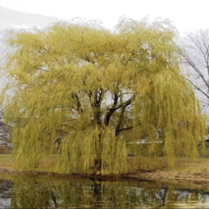 Prairie Cascade Weeping Willow 7G