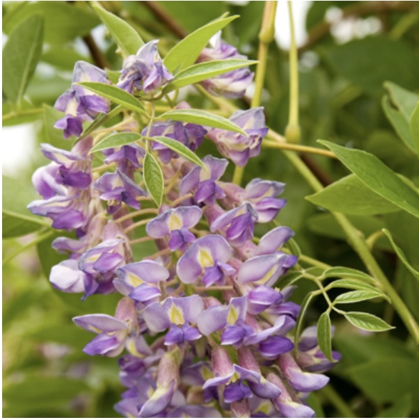 Blue Moon Wisteria Staked 2G