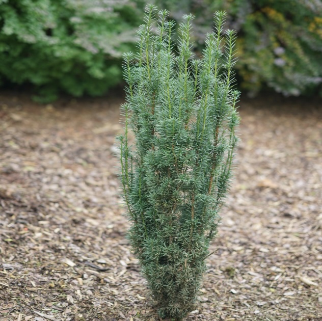 Stonehenge Skinny Yew 2G