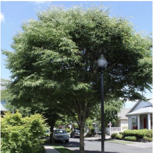 Village Green Zelkova 3"