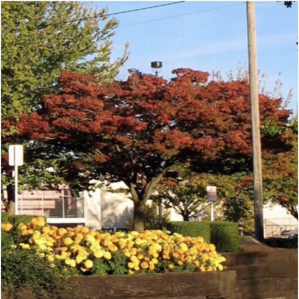 Wireless Zelkova 3"