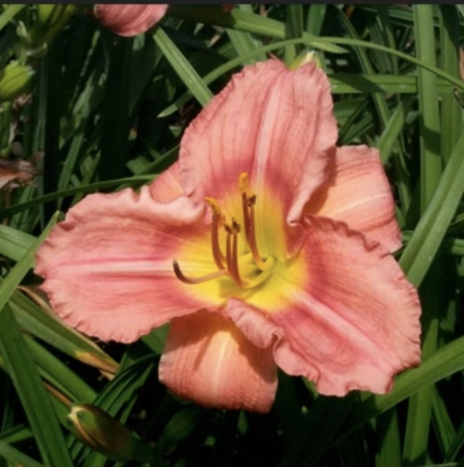 Rosy Returns Daylily