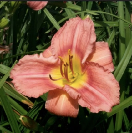 Rosy Returns Daylily