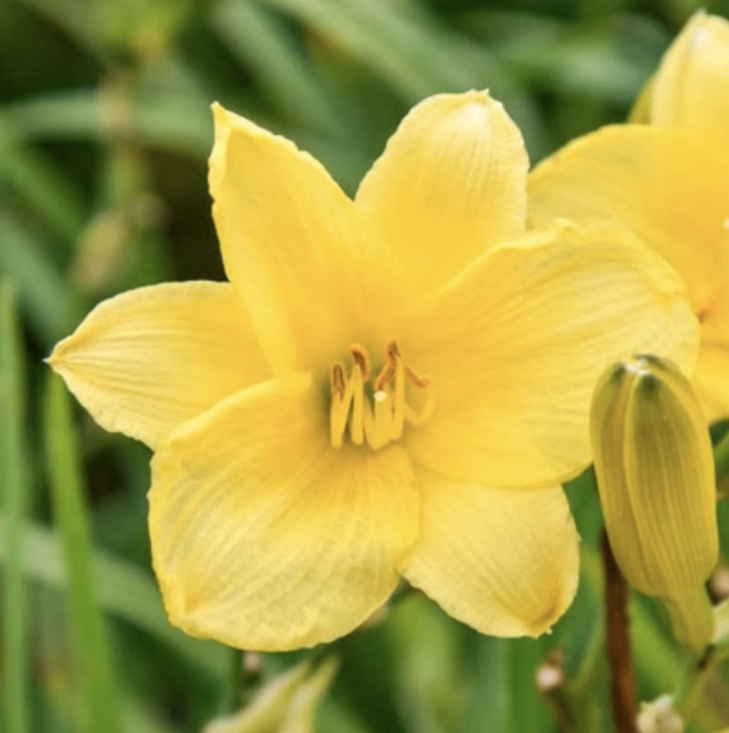 DAYLILY, BRIGHT NOTE 1G